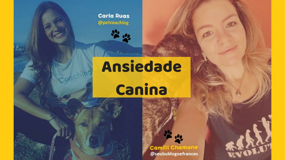 Como posso Melhorar a Ansiedade do meu Cão