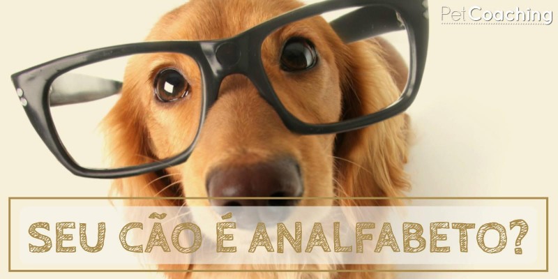 Seu cão é Analfabeto?