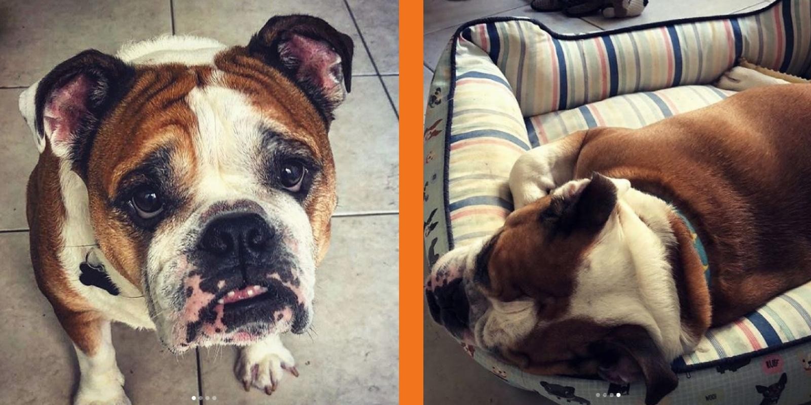 Lambeijos, Carla Ruas - As lições de um cão Reativo: Estrelando Frederico
