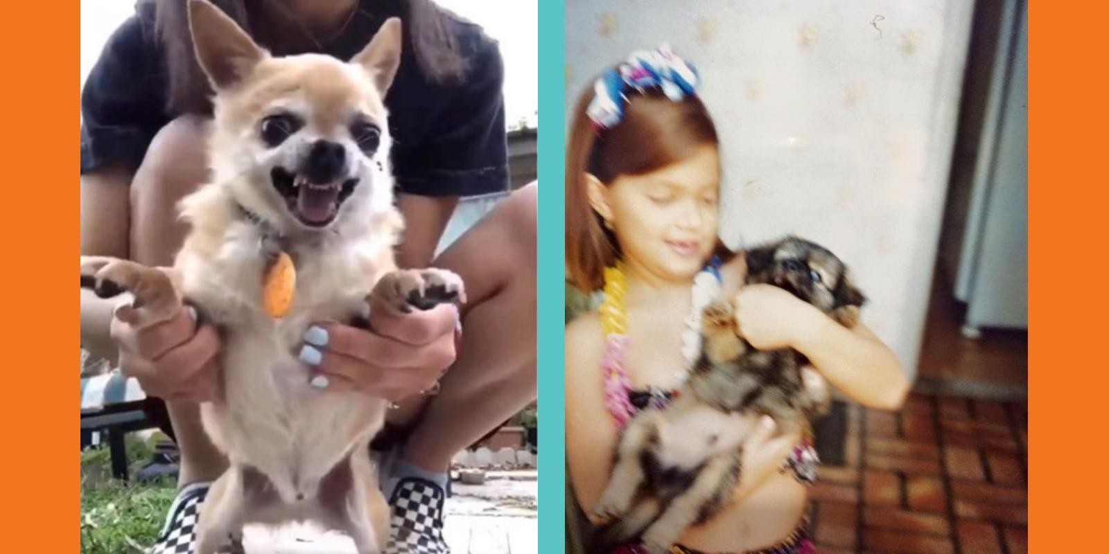 Lambeijos, Carla Ruas - Por trás dos vídeos fofos dos cães nervosos da internet