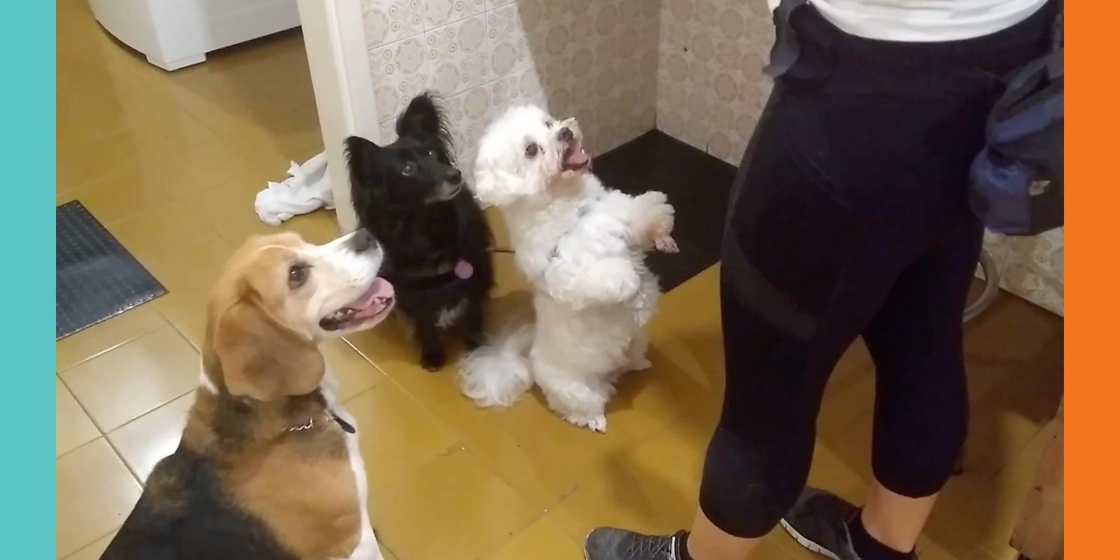 Lambeijos, Carla Ruas - Porque não punir os cães e nenhum tipo de latido?