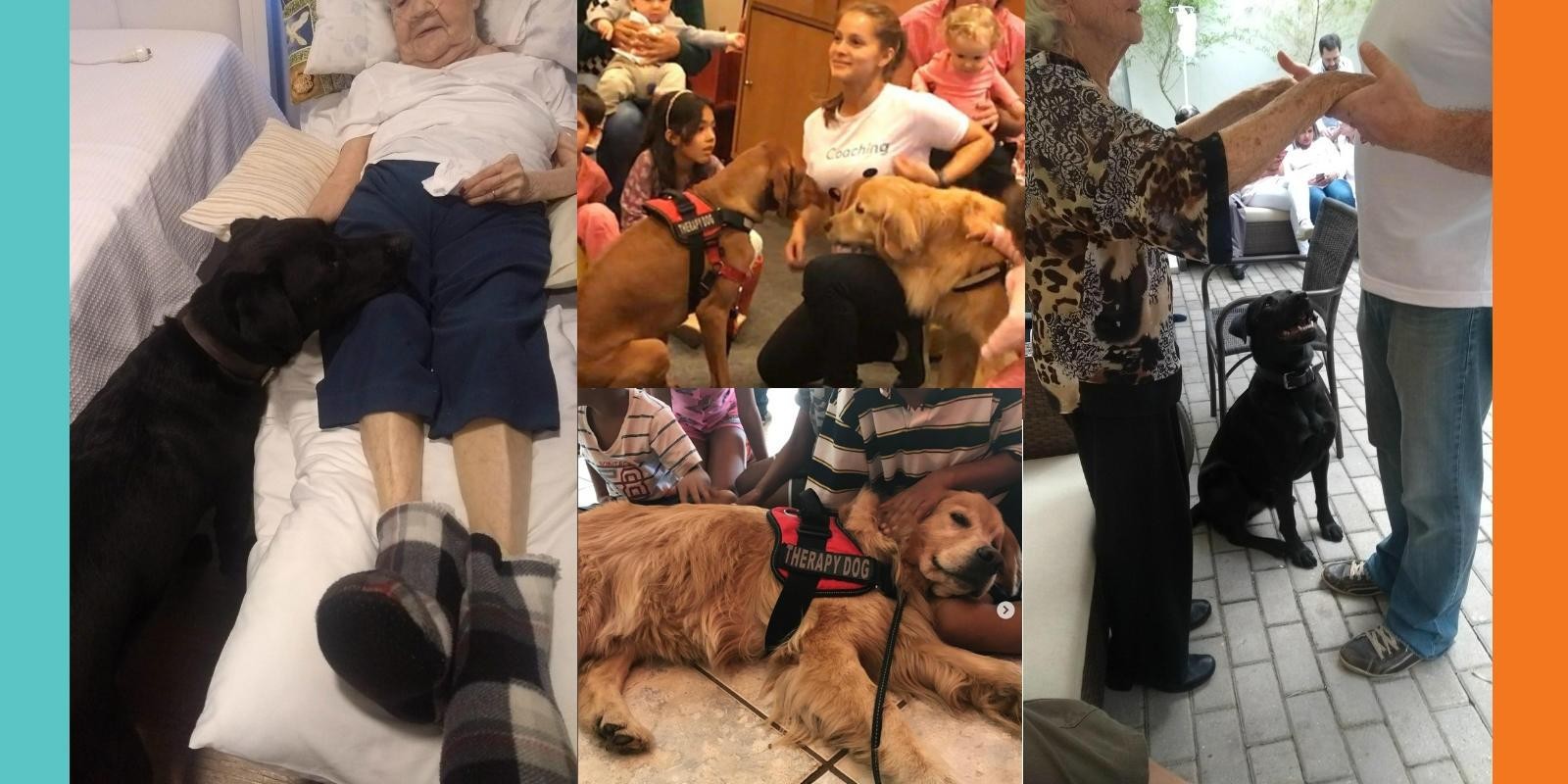 Terapia Assistida por Animais (TAA) e Educação Assistida por Animais (EAA)  Lambeijos, Carla Ruas - Terapia Assistida por Animais (TAA) e Educação Assistida por Animais (EAA)