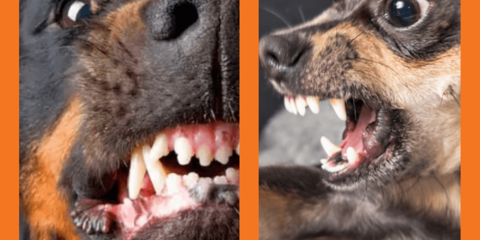 Lambeijos, Carla Ruas - Qual é a diferença entre um cão bravo de grande porte para o de pequeno porte?