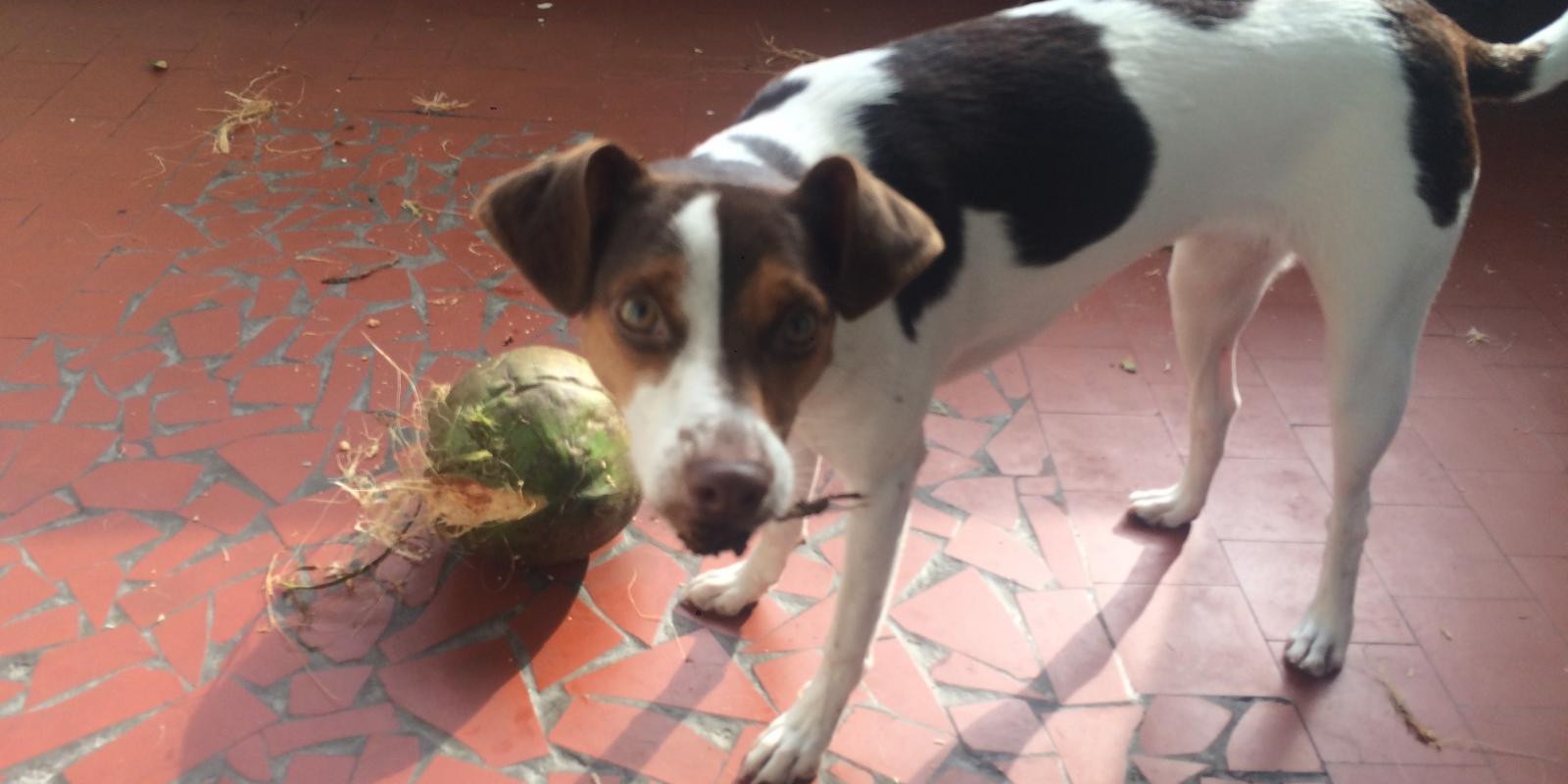 A brincadeira é o despertar dos instintos e da natureza mais íntima do animal Lambeijos, Carla Ruas - A brincadeira é o despertar dos instintos e da natureza mais íntima do animal