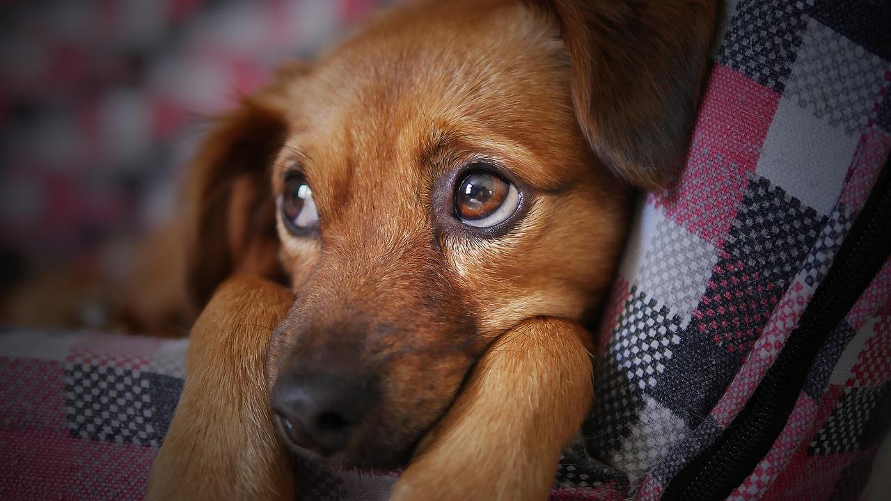 Os Cães Entendem o que Falamos?