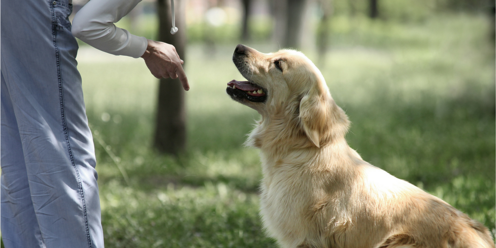 O papel do Adestramento Moderno, ou melhor, da Educação Canina