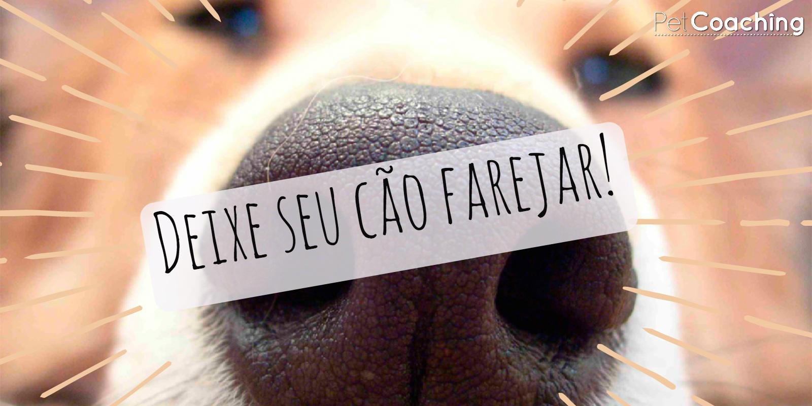 Deixe seu cão farejar!