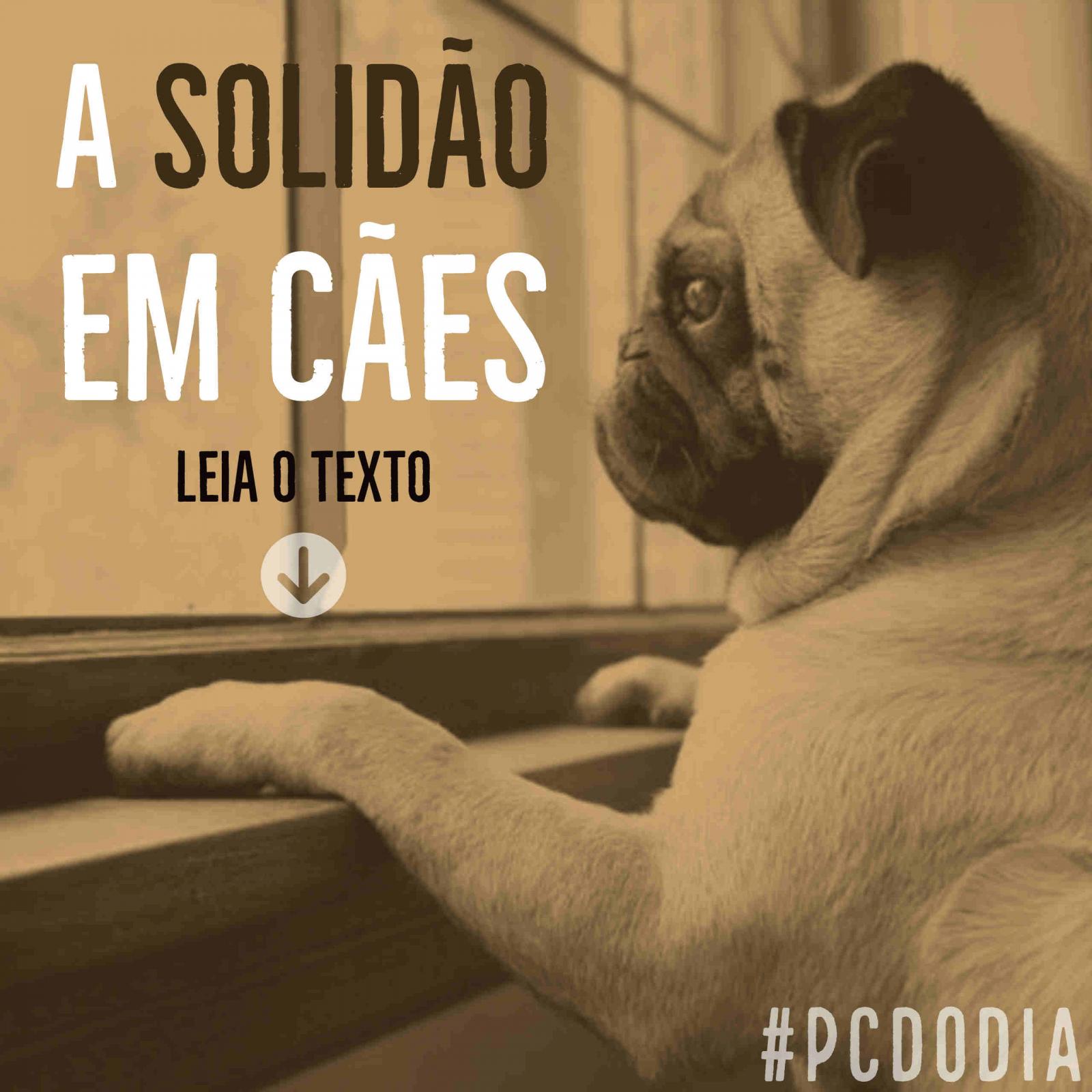 A solidão em cães