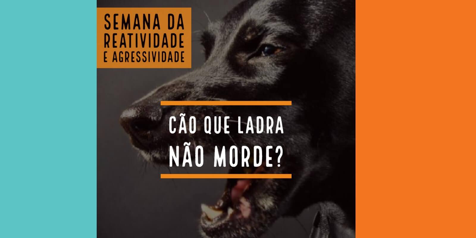 Cão que ladra não morde? Semana da Reatividade e Agressividade em Cães