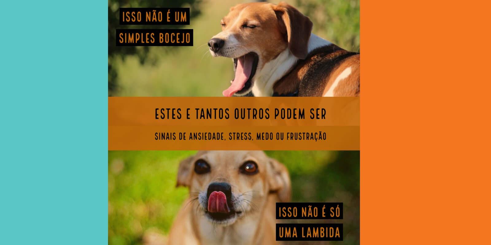 Reatividade e Agressividade: o que você sabe sobre seu cão e seus desafios?