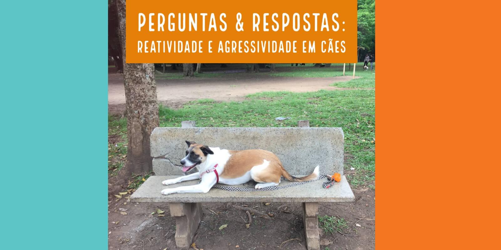 Casos Reais: Reatividade e Agressividade em Cães