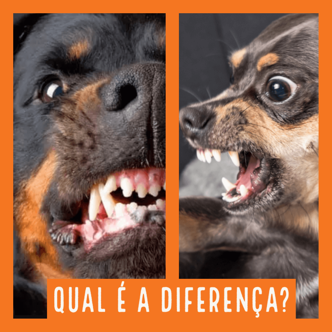 Qual é a diferença entre um cão bravo de grande porte para o de pequeno porte?