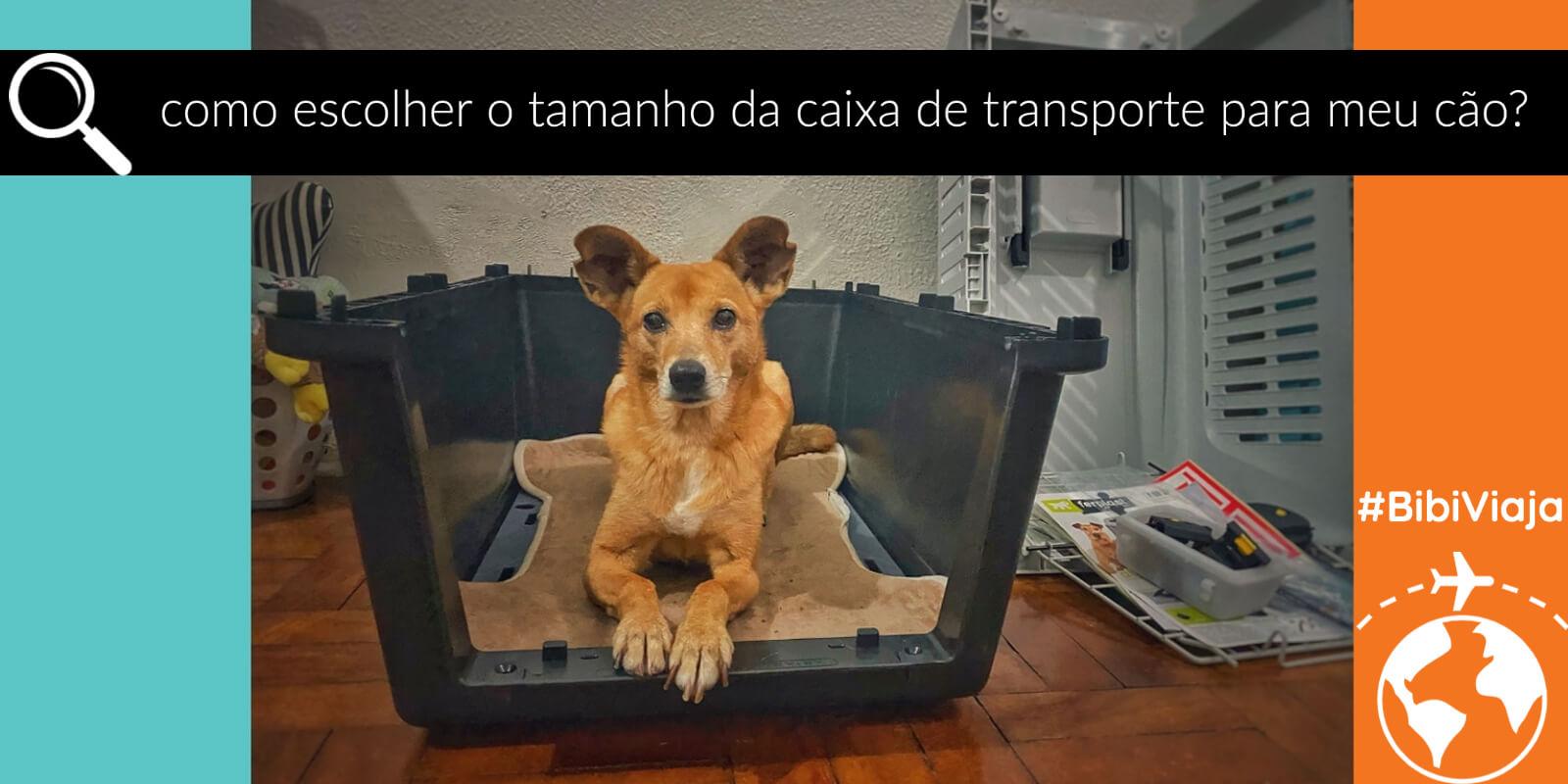 Como escolher o tamanho da caixa de transporte para o meu cão?