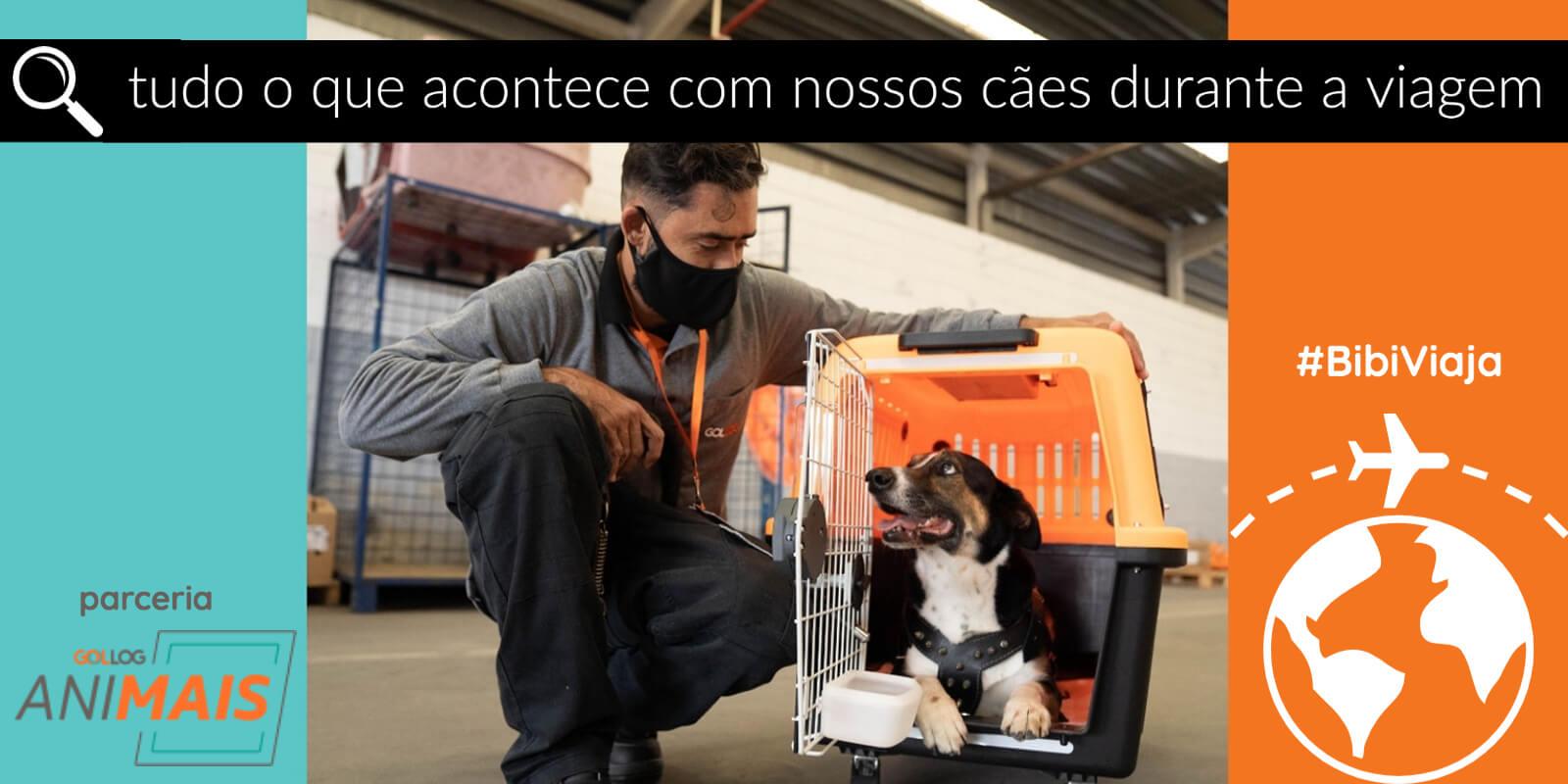 Perguntas e Respostas sobre tudo o que acontece com nossos cães durante a viagem de avião  #BibiViaja